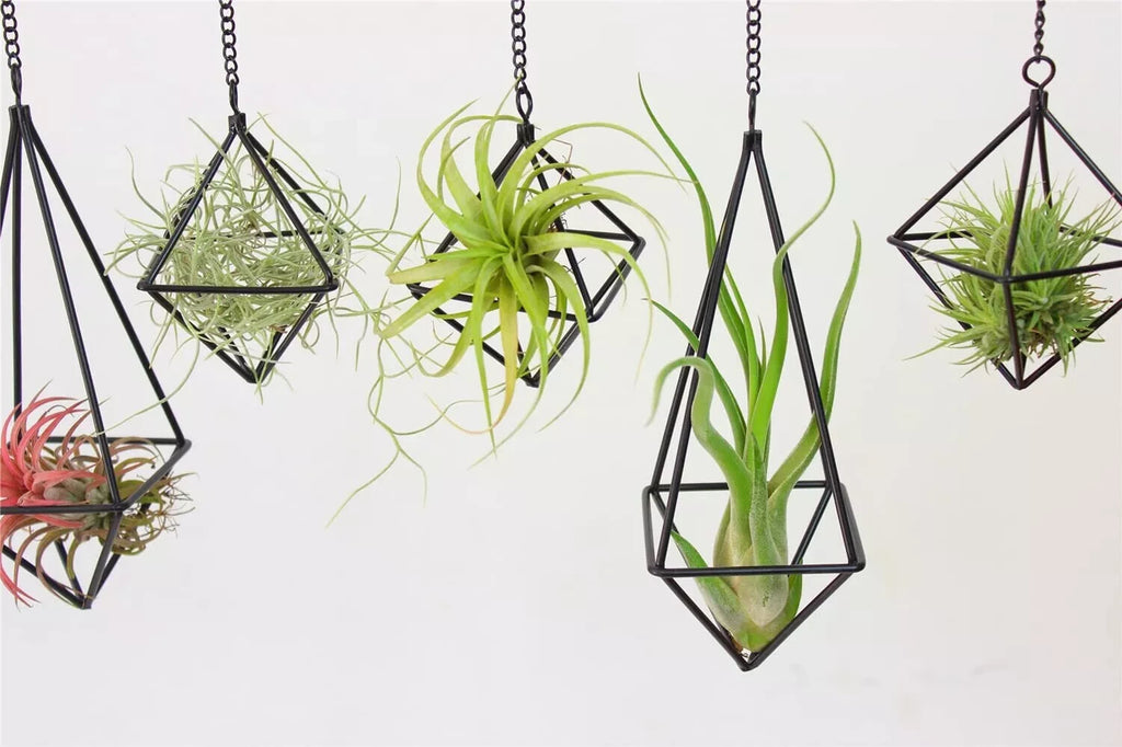 6 Pack Metal Air Plants Hanging Holder Geometric Planter Air Ferns Display