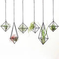 6 Pack Metal Air Plants Hanging Holder Geometric Planter Air Ferns Display